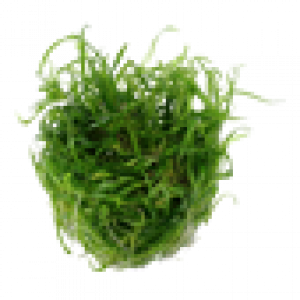 Helanthium tenellum 'Green'