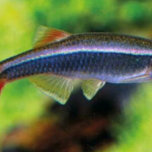 Tanichthys albonubes