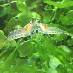 Caridina pareparensis parvidentata