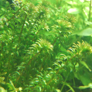 Hydrilla verticillata