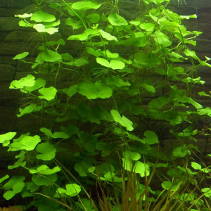 Hydrocotyle leucocephala