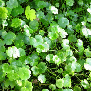 Hydrocotyle sibthorpioides