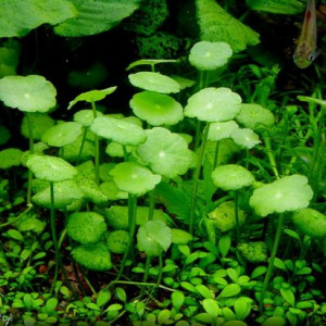 Hydrocotyle verticillata