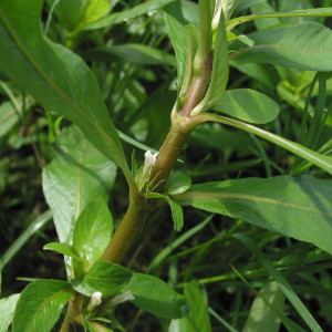 Hygrophila lacustris