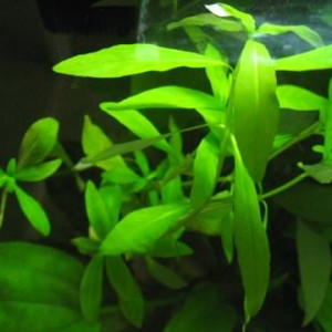 Hygrophila natalis