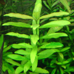 Hygrophila polysperma