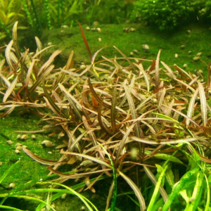 Hygrophila sp. Araguaia