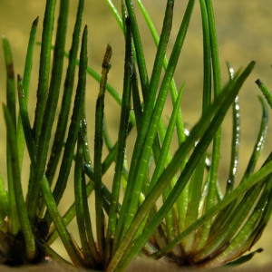 Isoetes lacustris