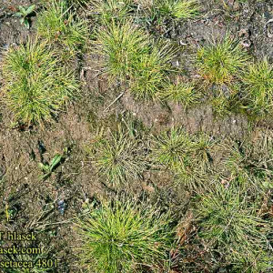 Isolepis setacea