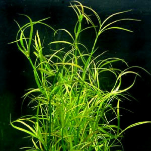 Juncus repens