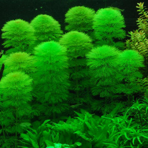 Limnophila aquatica