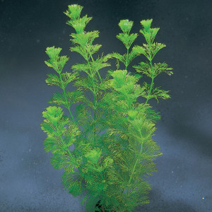 Limnophila sessiliflora