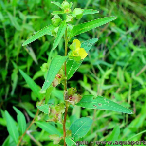 Ludwigia alternifolia