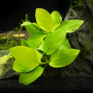 Anubias Barteri Nana Gold