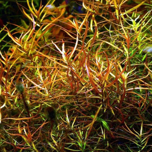 Ludwigia arcuata