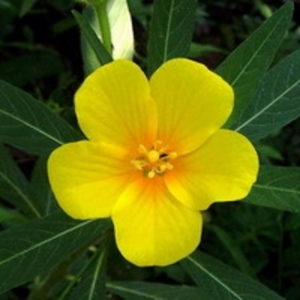 Ludwigia grandiflora