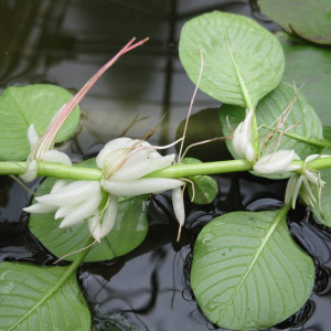 Ludwigia helminthorrhiza