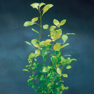 ludwigia mullertii