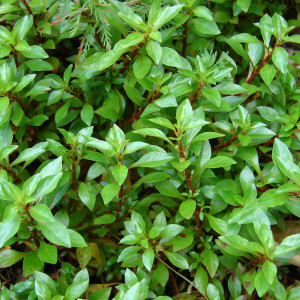 Ludwigia palustris