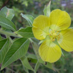 Ludwigia peruviana