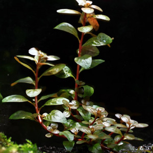 Ludwigia pulvinaris