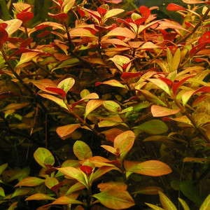 Ludwigia repens