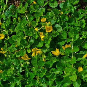 Lysimachia nummularia