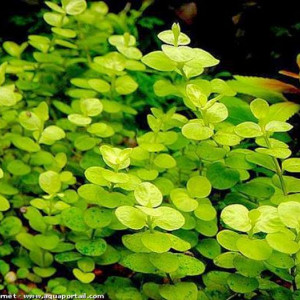 Lysimachia nummularia Var.