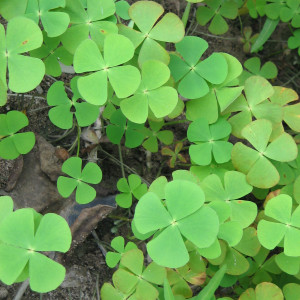 Marsilea crenata