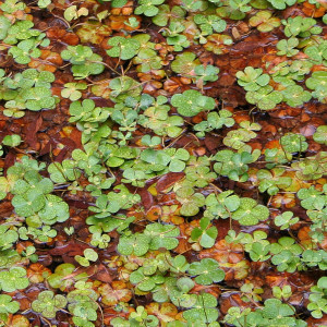 Marsilea drummondii