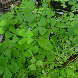 Marsilea pubescens