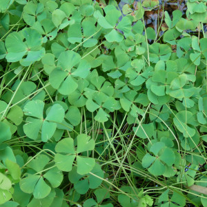 Marsilea quatrifolia