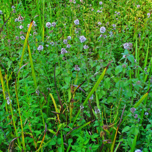 Mentha aquatica