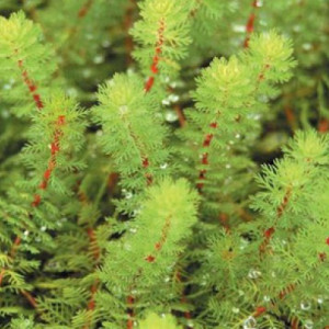 Myriophyllum brasiliensis