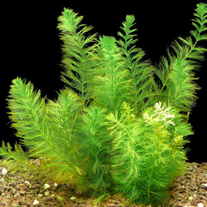 Myriophyllum hippuroides