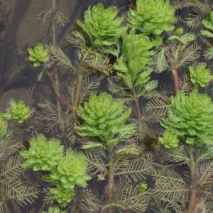 Myriophyllum oguraense