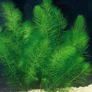 Myriophyllum pinnatum