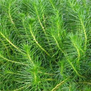 Myriophyllum simulans