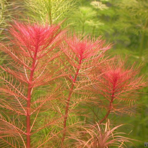 Myriophyllum tuberculatum