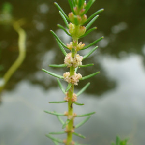 Myriophyllum ussuriense