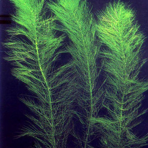 Myriophyllum verticillatum