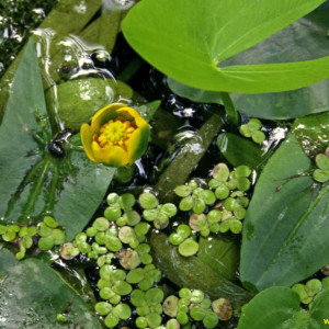 Nuphar pumila