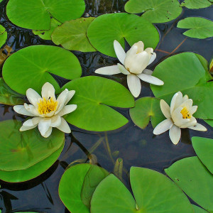 Plante nymphaea alba (nénuphar blanc) : fiche complète, paramètres, volume,  maintenance en aquarium