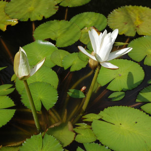 Nymphaea lotus