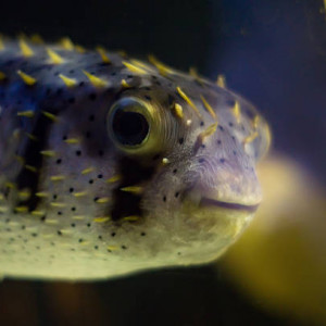 Coup d'oeil sur la famille tetraodontidae