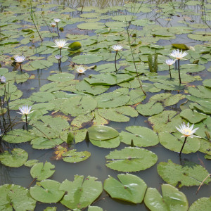 Nymphaea micrantha