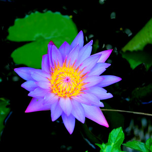 Nymphaea stellata