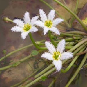 Nymphoides humboldtiana