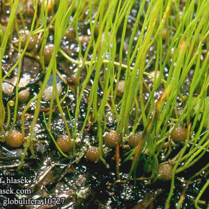 Pilularia globulifera