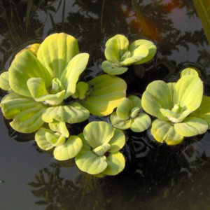 Pistia stratiotes